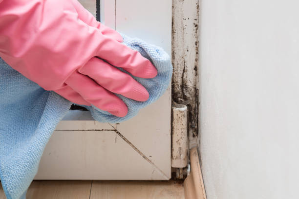 Best HVAC Mold Remediation in USA